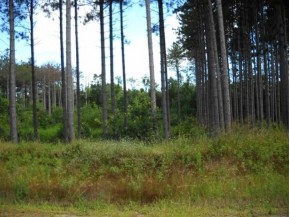 LOT 51 Greimel Rd