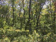 5.5 AC 37th St