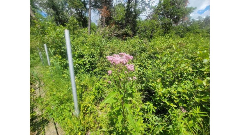 LOT 2 Highway 21 Preston, WI 53934 by Pavelec Realty - Off: 608-339-3388 $45,900