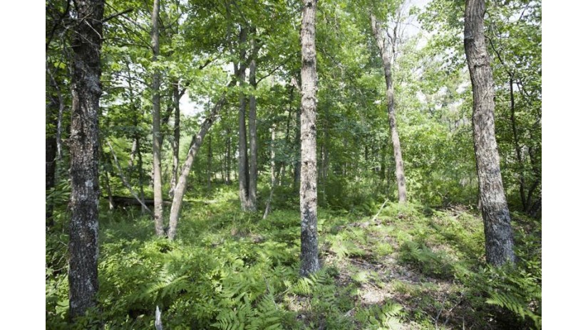 10 AC Deerborn Drive Quincy, WI 53934 by Landman Realty Llc $119,900