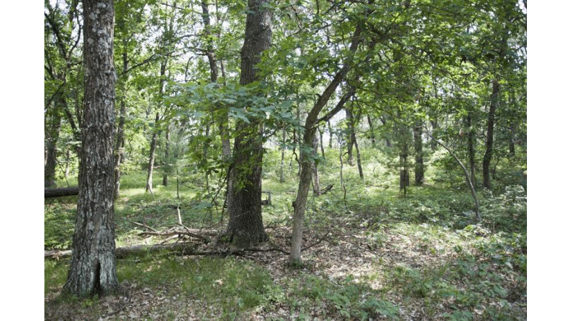 10 AC Deerborn Drive Quincy, WI 53934 by Landman Realty Llc $119,900