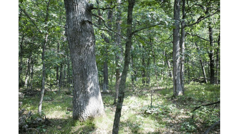 10 AC Deerborn Drive Quincy, WI 53934 by Landman Realty Llc $119,900