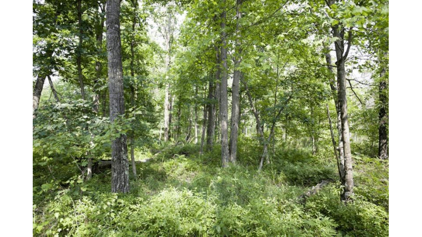 10 AC Deerborn Drive Quincy, WI 53934 by Landman Realty Llc $119,900