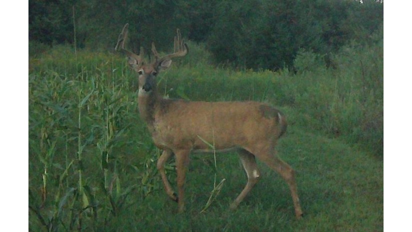 41.9 ACRES Bornick Road Fort Winnebago, WI 53901 by First Weber Inc - HomeInfo@firstweber.com $356,150