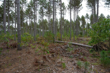 LOT 3 Bollig Court, Port Edwards, WI 54457