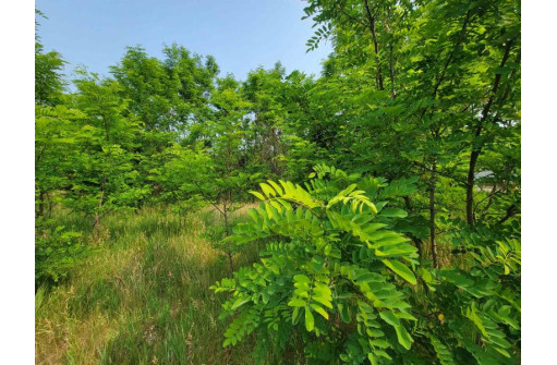 LOT 1 Highway 21, Necedah, WI 54646