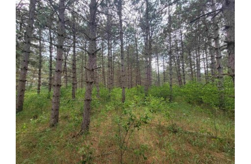 LOT 113 Beaver Lane, Arkdale, WI 54613