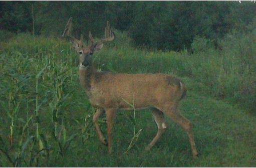 41.9 ACRES Bornick Road, Portage, WI 53901