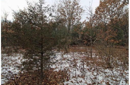L1 White Pine, Spring Green, WI 53588