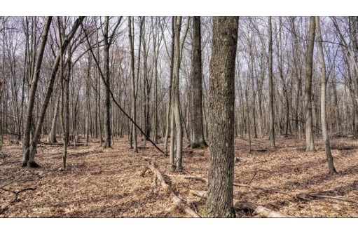 162+/- ACRES Germantown Road, New Lisbon, WI 53950