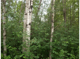 LOT #70 Bayfield/29 7/8 Ave Birchwood, WI 54817