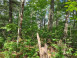 LOT 15 Hemlock Court Cable, WI 54821