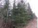 40 ACRES OFF Knapp Rd Winter, WI 54896