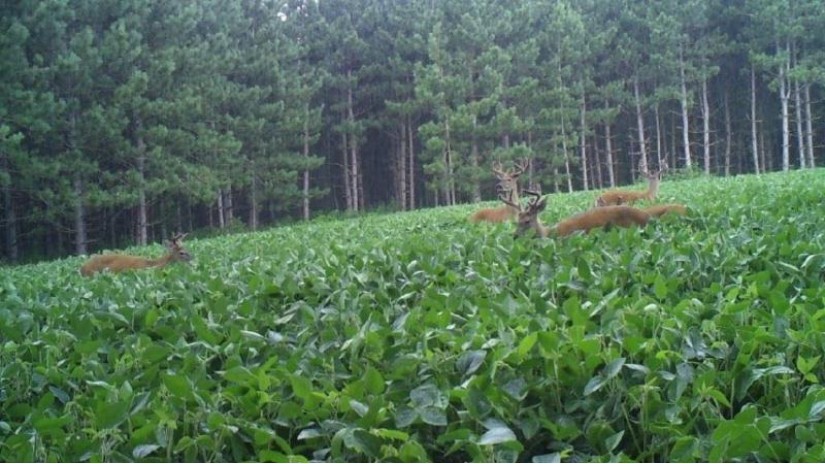 85.52 acres County Road A Wausau, WI 54401 by Coldwell Banker Action $249,900