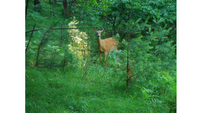 Lot 108 Deerwood Rd Minocqua, WI 54548 by Redman Realty Group, Llc $24,500