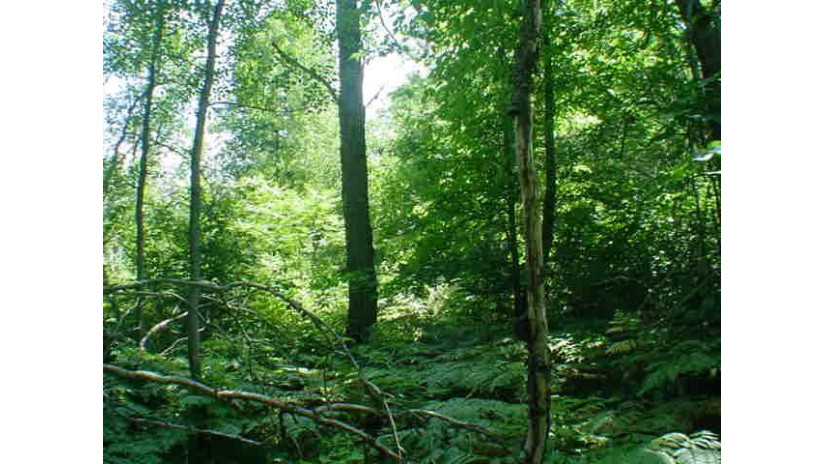 Hwy 64 Lot 1 Wolf River, WI 54491 by RE/MAX North Winds Realty, LLC $19,000