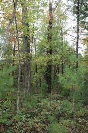 0 County Road K - 7.90 Acres, Merrillan, WI 54754