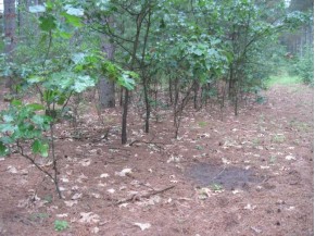 14.9 AC County Road A