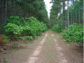 14.9 AC County Road A