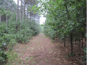 14.9 AC County Road A