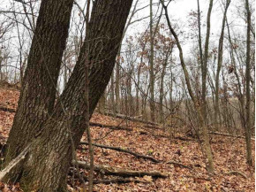 118.6 AC Morovits Hollow Rd