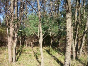 37.6 AC Oakwood Ave