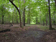 40 AC Pine Hollow Rd