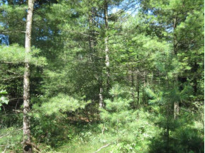 18.85 AC Deerborn Ave