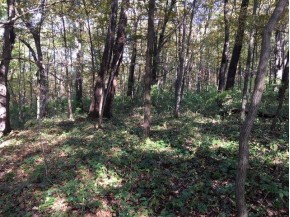 LOT 4 Lost Ridge Ln