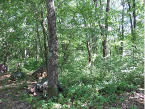 LOT 42 Wildwood Way