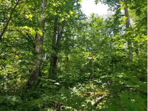 44 ACRES ON Dilly Lake Rd