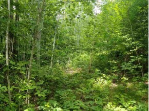44 ACRES ON Dilly Lake Rd