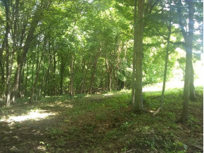 6.26 AC Desoto Ridge Rd