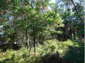 LOT 136 Pine Ln