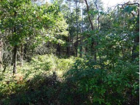 LOT 136 Pine Ln