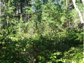 LOT 136 Pine Ln