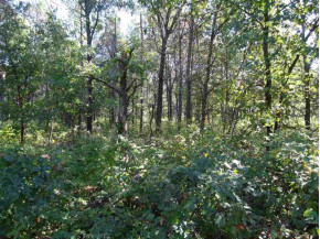 LOT 136 Pine Ln