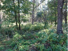 LOT 136 Pine Ln