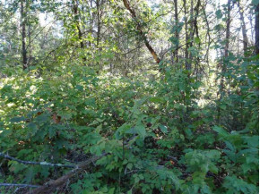 LOT 136 Pine Ln