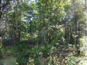 LOT 136 Pine Ln