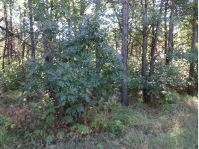 LOT 136 Pine Ln