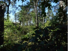 LOT 136 Pine Ln