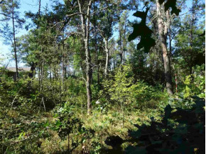 LOT 136 Pine Ln