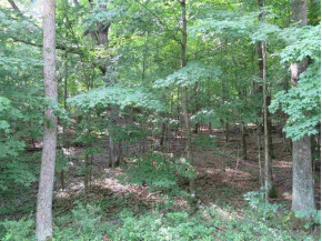 LOT 165 Black Forest Dr