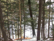 2.82 AC White Birch Dr