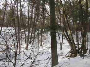 2.82 AC White Birch Dr