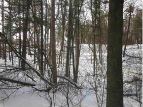 2.82 AC White Birch Dr