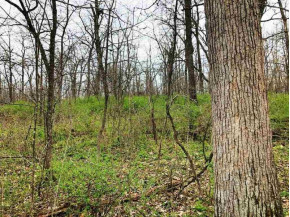 41.2 +/- ACRES Townline Road