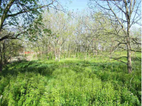 3.9 ACRES Wilcox Rd