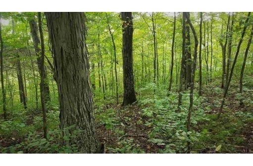 42.69 ACRES Dull Rd, Soldier'S Grove, WI 54655